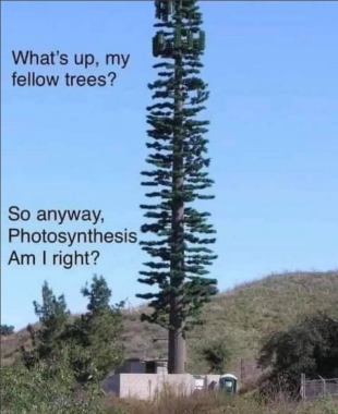 Something that looks like a tree