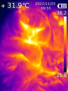 Closeup thermal image of a cat, with its eyes, chest, ears and paw beans being noticeably warmer than its fur
