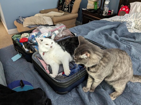 A black and white cat lays in an open suitcase on top of a bed. A grey striped cat stands next to the suitcase, menacing the black and white cat.