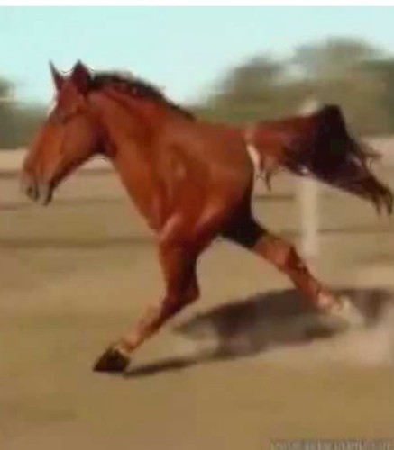 Ein laufendes Pferd mit nur zwei Beinen