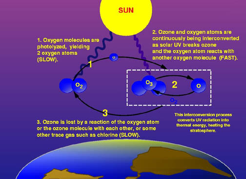 Ozone-oxygen cycle in the ozone layer 