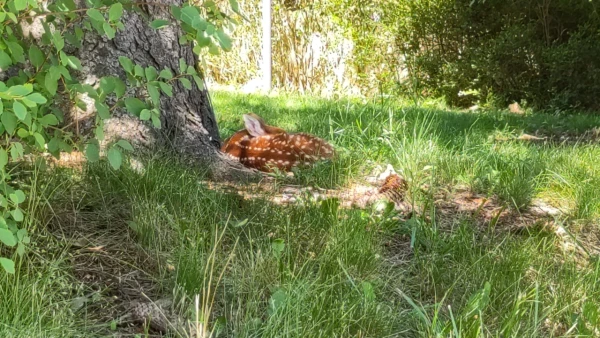 A fawn lies in dappled sunlight beneath a tree