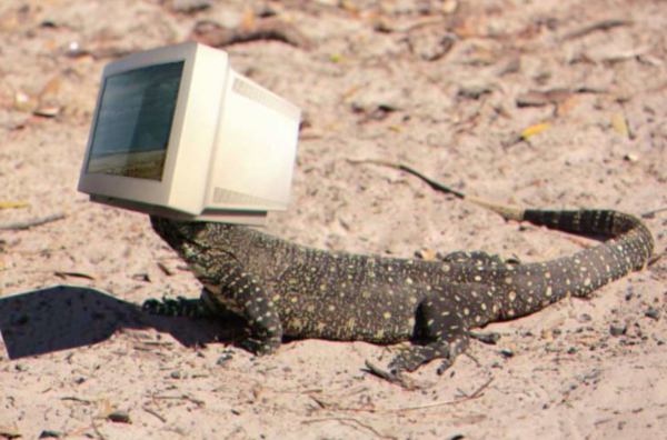 A picture of a Monitor Lizard. It's a large lizard wearing a Monitor on its head and it's just the silliest image.